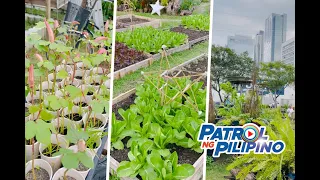 ‘Pick and pay’, alok ng isang urban farm | Patrol ng Pilipino