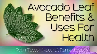 Avocado Leaves: Benefits and Uses