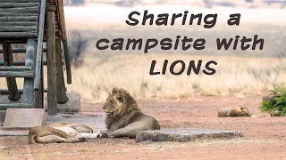 Sharing a campsite with lions