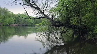 Dad leaves perch and flies downriver.