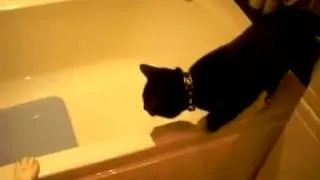 Кот любит приниматъ ванну
