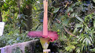 1st-ever corpse flower bloom at SF's CA Academy of Sciences underway: How some describe the smell