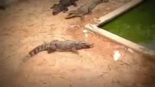 Крокодил ест курицу
