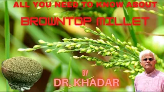 Everything You Need to Know About BROWNTOP MILLET | Dr. KHADAR