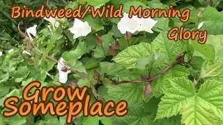 Bindweed/Wild Morning Glory     A weed that will take over Grow someplace w/John Fowkes