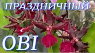Праздничный завоз орхидей в OBI  Грандиозная уценка. Озмол