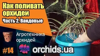 Как поливать орхидеи. Часть 2. Как поливать вандовые (Vanda).