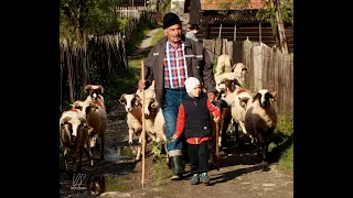 Ținutul Momarlanilor petrileni  găzduieşte cunoscuta manifestare pastorală urcatul oilor la munte!