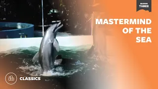 Mastermind of the Sea | Mutual of Omaha's Wild Kingdom