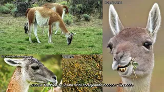 Aprendamos sobre el Guanaco