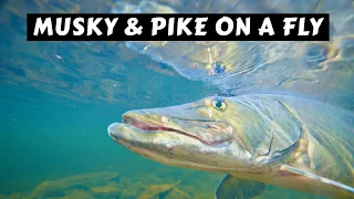 How to Catch Musky & Pike on a Fly | Tom Rosenbauer