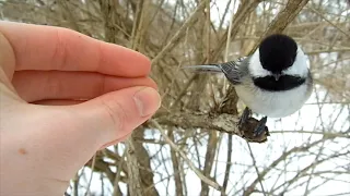 HILARIOUS Hand Feeding Chickadee Tricks!