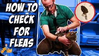 How to Check Your Cat for Fleas (it's super easy!) - Cat Health Vet Advice
