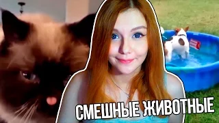 ТЕСТ НА ПСИХИКУ НЕ СМЕЙСЯ CHALLENGE: ПРИКОЛЫ С КОТАМИ И СОБАКАМИ