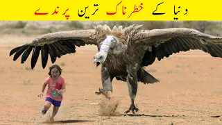 10 Most Deadliest Dangerous Birds In The World Urdu | دنیا کے خطرناک ترین پرندے