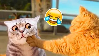 Animal compilation: Newest cutest and funniest cat videos 🐾 part 20 of 2024