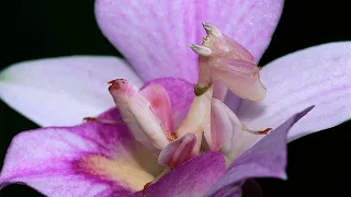 Мастер Маскировки/Орхидейный Богомол-Красивое и Необычное Насекомое!