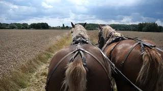 Walk with draft horses in a region where agriculture, nature and habitation go hand in hand