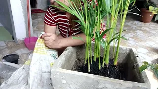 replante da planta coqueirinho