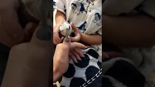 The white-faced cockatiel ....how to trim your nails😂😂