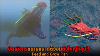 ปลามังกรขยายขนาดตัวจนตัวใหญ่ที่สุด Feed and Grow Fish