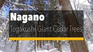 Hiking in snow with Giant Cedar Trees 🌲 Winter to Togakushi, Nagano, Japan