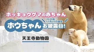 ホッキョクグマの赤ちゃん「ホウちゃん」お披露目　天王寺動物園