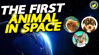 The First Animal (Living Organism) Astronaut