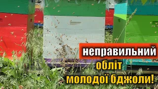 Обліт молодих бджіл не в той час доби!