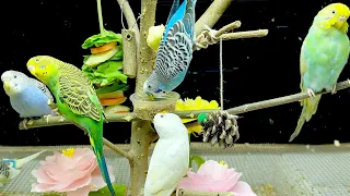 Laughing time! Capture the innocent and cute daily life of budgies!