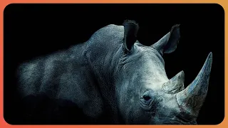 The Last Of The Northern White Rhinos | Extraordinary Animals | Real Wild Documentary