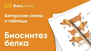 Биосинтез белка | БИОЛОГИЯ ЕГЭ | Лина Клевер