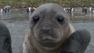 Elephant Seal Rolls Down Hill