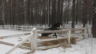 Жеребец Барон в леваде