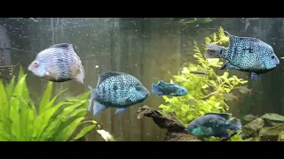 carpintis and electric blue jack Dempsey update