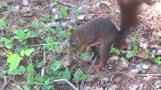 Mon petit Ami l’écureuil et sa nourriture