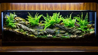 Temperate Forest Creek Runoff Vivarium (DIY)