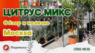 Обзор и наличие растений в Москве 5 мая | Крупномеры | Акции #комнатныерастения #обзоррастений