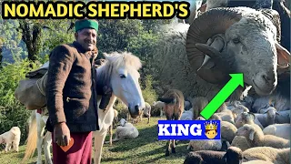 NOMADIC SHEPHERD'S MIGRATION AND LIFESTYLE VLOG. HIMALAYAN NOMADIC SHEPHERD'S LIFE