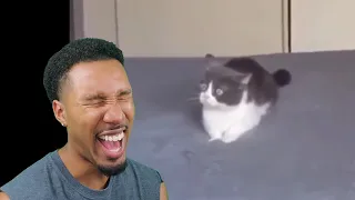 That Cat's Stressed! | New Tony Baker Voiceovers | Reaction