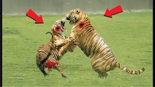 тигр против льва   Кто сильнейший