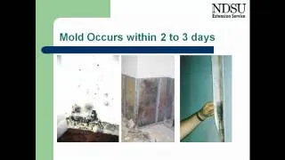 Flooded House Clean-up: Structure, Utilities and Mold (video 2 of 5)