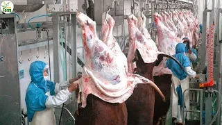 Largest Beef Factory in Washington - Amazing Beef Processing Factory, American Beef Farm
