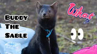 Домашний соболь Бадди гуляет в парке  | Buddy the sable is walking in the park