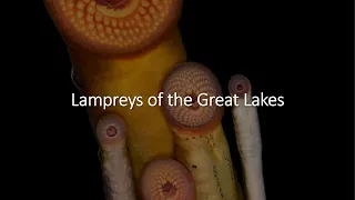 For Educators - Video 9 - Lampreys of the Great Lakes