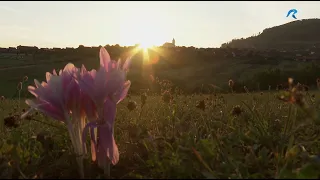 MAGYARADÁS / Szilvaérés idején - Oroszhegyi séták