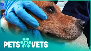 Malnourished Dogs Saved From Disgusting Living Conditions | The Dog Rescuers Compilation