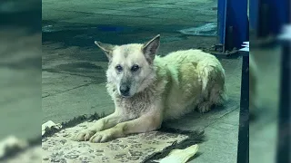 She ate snow and waited for her owner in tears for days after being abandoned