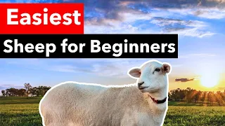 5 Reasons Katahdin Sheep are BEST for Beginners