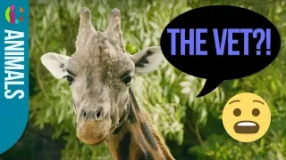 Uhoh... Its time for the vets!! | The Zoo